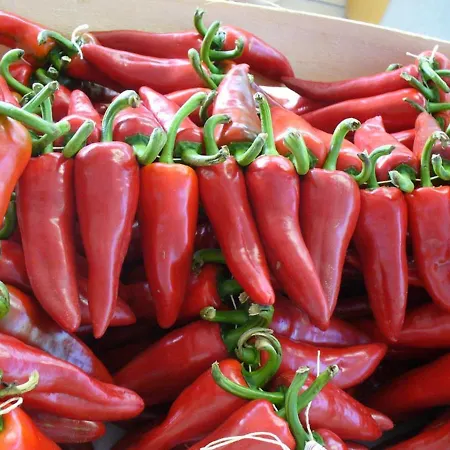 Labastide-villefranche, 5 Pieces, 8 Personnes - Fr-1-384-44 別荘 Labastide-Villefranche